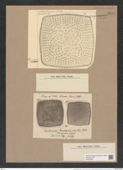 Stictodiscus jeremianus (A. Schm.) Castr. (de-Toni-Nr.: Genus 205, Species 5260) Zeichnungen Sammlung Grunow Nr. 9054 (NHMW-BOT-W0378790)